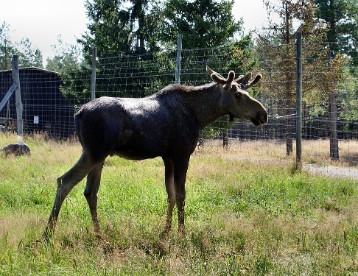 DSC01150 A young moose