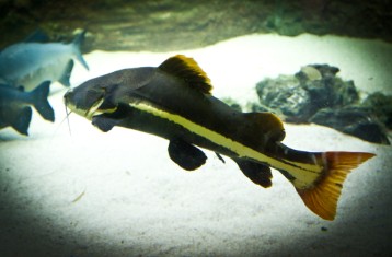 Redtail catfish Redtail catfish