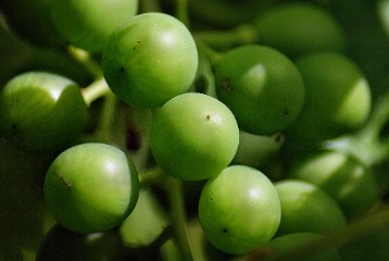 DSC02861 Green grapes