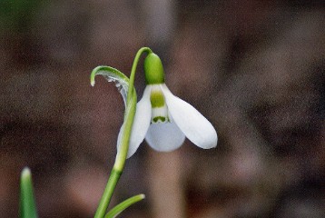 DSC02464 Snowdrops in spring