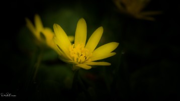 _DSC1607 Flower in the dark