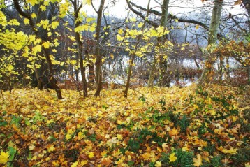 Yellow leaves Yellow leaves lying down by the lake