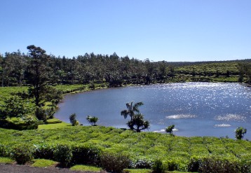 Tea plantage Small lake-Mauritius
