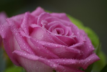 DSC02660 Rain 'n Rose