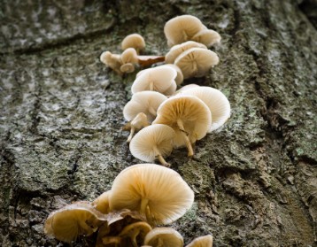 Growing like mushroom Porcelain Fungus