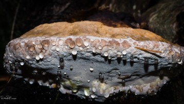 _DSC8959 Wood Fungus : Fomes fomentarius
