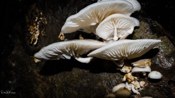 _DSC8969 Porcelain Fungus :- Oudemansiella mucida