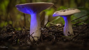 _DSC8984 Paxillus involutus, commonly known as the brown roll-rim, common roll-rim, or poison pax, is a basidiomycete fungus widely distributed across the Northern...
