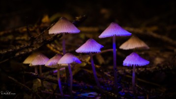 _DSC8989 Psilocybe semilanceata, commonly known as the liberty cap, is a psilocybin or 