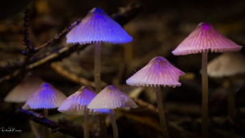 _DSC8994 Psilocybe semilanceata is a small mushroom that grows between 1.5 inches (4 cm) and 4 inches (10 cm) tall with a tiny mushroom cap ...