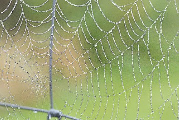 Spider_web Spider web